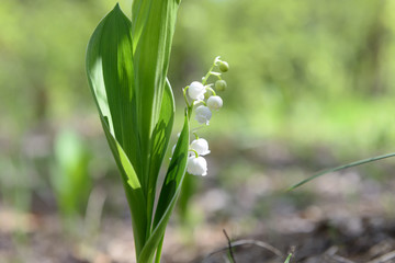 Spring wild flowers bloom