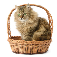 Fototapeta na wymiar Beautiful cat in basket