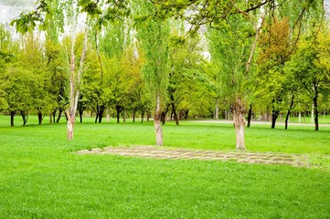 beautiful morning light in public park with green grass field and green fresh tree plant