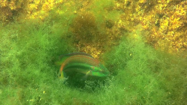 Ocellated wrasse: male on nest from algae, medium shot.
