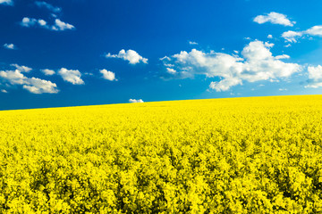 Fototapeta premium Rapsfeld im Frühling, blauer Himmel