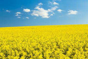 Rapsfeld im Fr&uuml;hling, blauer Himmel