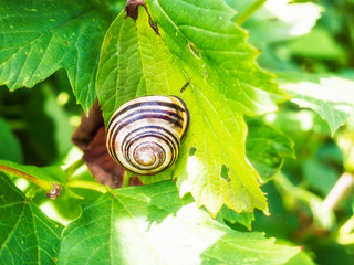 Hain-Bänderschnecke