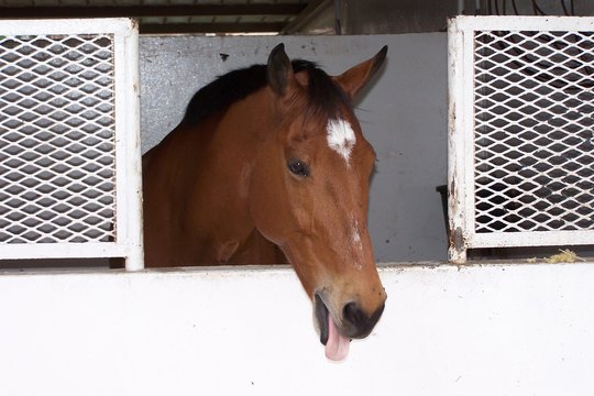 cheval au Panama