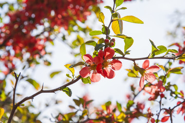 Blossoming of cherry tree, red flowers