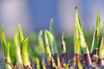 Młode pędy wiosny © DS