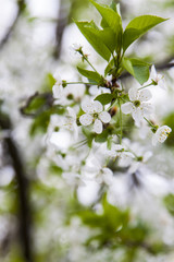 Blossoming of cherry tree, white flowers
