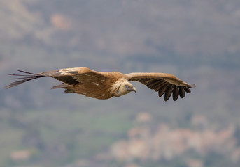 Griffon vulture (Gyps fulvus) - Verdon canyon (France)
