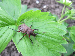 Beetle on a green leaf