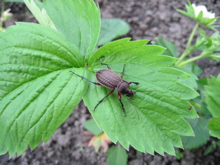 Beetle on a green leaf
