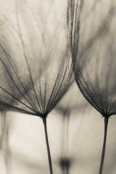Fototapeta Abstract dandelion flower background, extreme closeup. Big dandelion on natural background. Art photography 
