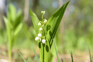 Obraz premium Spring wild flowers bloom