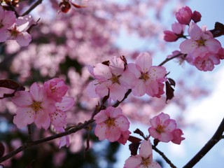 中綱湖畔の八重桜