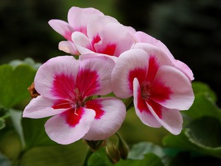 pink and red flowers of geranium pot-plant