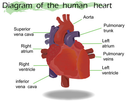 Vector  Human Heart Anatomy