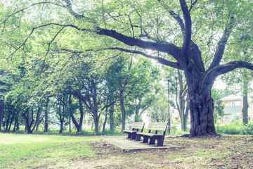 Scenery with the bench