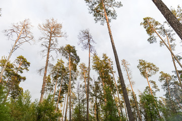 Spring morning in the pine forest