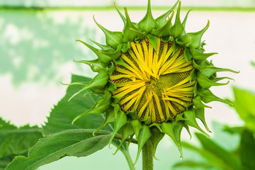 Sunflowers on boken background