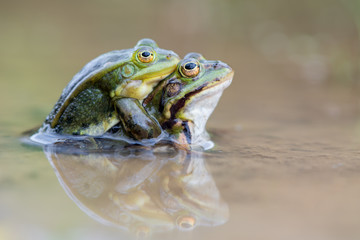 common European frog