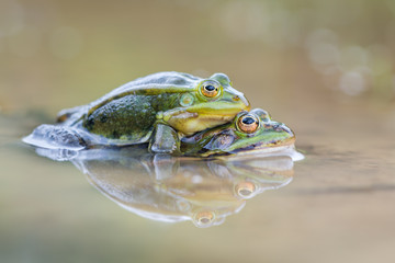 common European frog