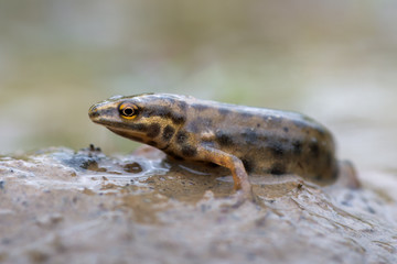 smooth newt