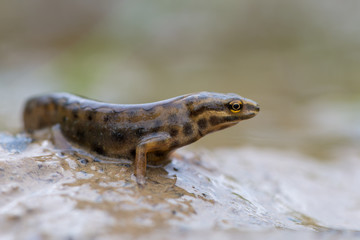 smooth newt
