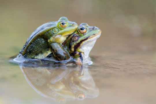 common European frog