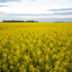Obraz premium agricultural field