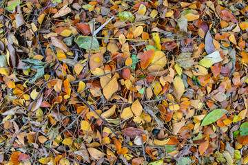 Fall leaves background