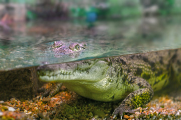 young crocodile staring out of the water