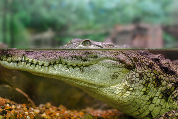  young crocodile staring out of the water
