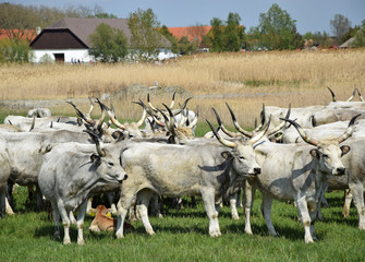 Grey cattles next to a barn outdoors