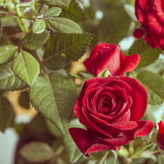 Fototapeta premium Red rose flower with green leaves close up