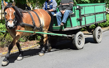 Fototapeta na wymiar Horse carriage on the street