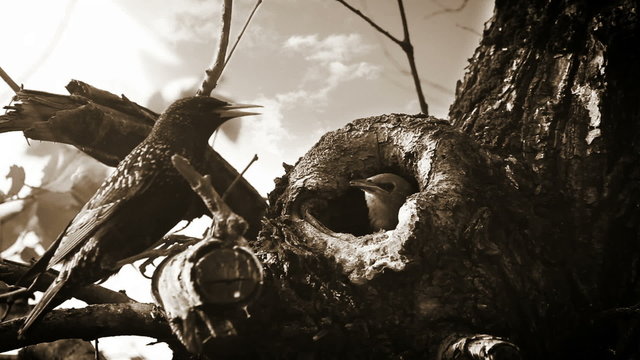 Starling birds feed time. Black and White footage