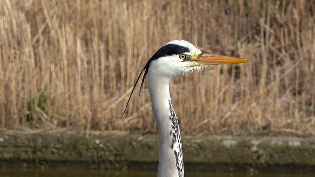 gray heron looking in the nature