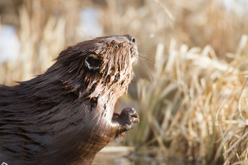 beaver © TSpider