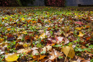 Yellow fall leaves on green grass