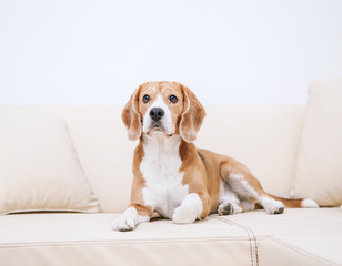 Obraz premium Purebred beagle lying on sofa