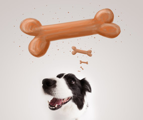 Border collie thinking about a bone