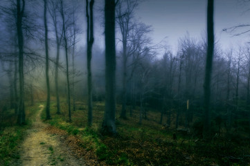 Ścieżka w magicznym niebieskim lesie