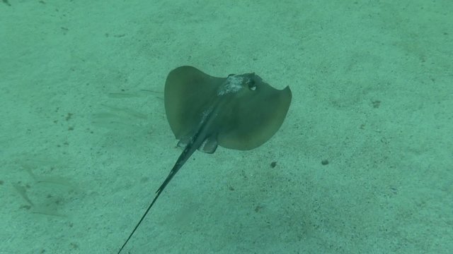 Common stingray swims above bottom, medium shot.

