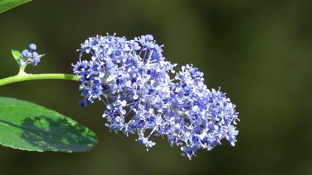 blue flower in th garden