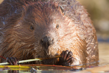 beaver © TSpider