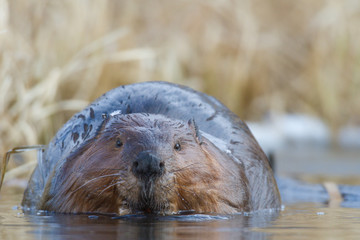 beaver © TSpider
