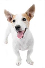 Jack russel portrait on white background