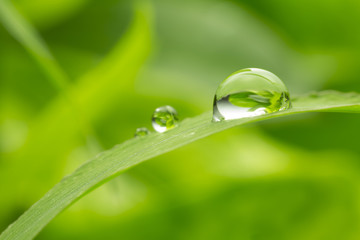 leaf with rain droplets - Stock Image