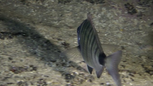 Sharpsnout seabream swims above the bottom, medium shot.
