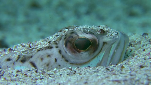 Greater weever buried in the sand, turns the eyes, close-up.
