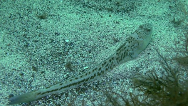 Greater weever lies on bottom, then buries itself in the sand.
